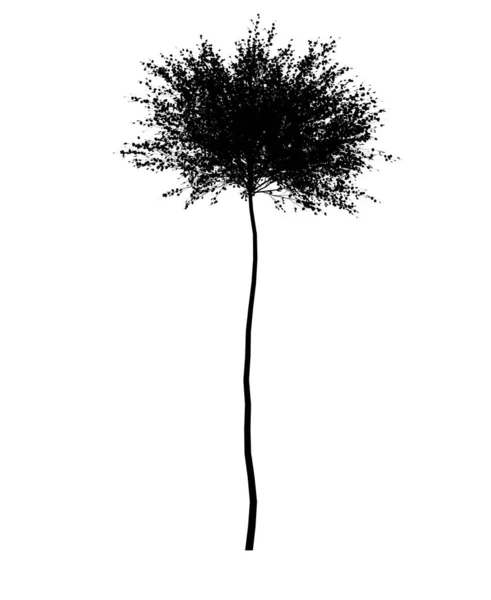 Ilustração Vetorial Uma Árvore Isolada Fundo Branco — Fotografia de Stock
