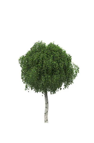 Árbol Verde Aislado Sobre Fondo Blanco — Foto de Stock