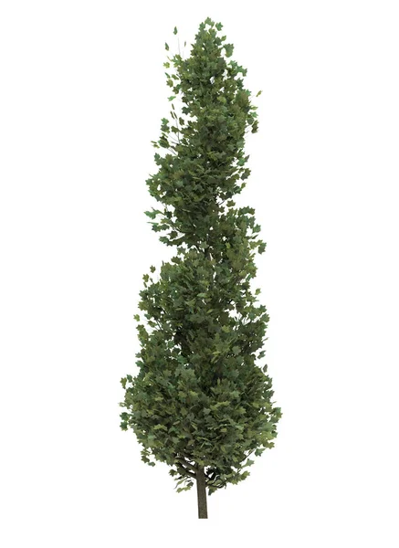 Albero Verde Isolato Sfondo Bianco — Foto Stock