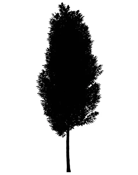 在白色背景上孤立的树的黑色轮廓 — 图库照片