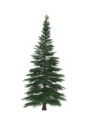 Yeşil Çam, beyaz arka planda izole edilmiş Noel ağacı. Sancak tasarımı, 3B illüstrasyon