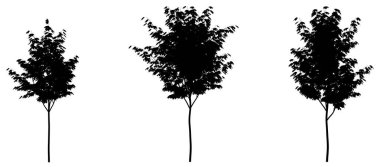 Beyaz arka planda siyah yaprak döken ağaçlar. İzole bahçe elementi, 3 boyutlu illüstrasyon, cg canlandırma