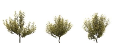 Beyaz arka planda yaprak döken ağaçlar. İzole bahçe elementleri, 3D illüstrasyon, cg canlandırma