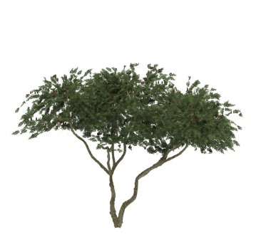 Beyaz arka planda yaprak döken bir ağaç. İzole bahçe elementi, 3 boyutlu illüstrasyon, cg canlandırma