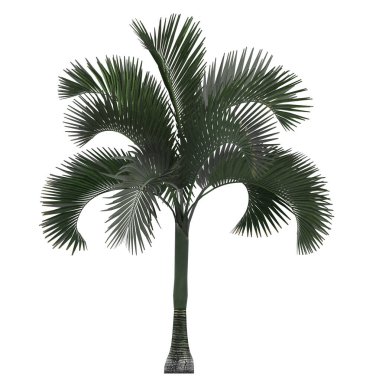 Beyaz arka planda palmiye ağacı. İzole bahçe elementi, 3 boyutlu illüstrasyon, cg canlandırma