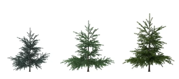 Green Pine Pohon Natal Terisolasi Dengan Latar Belakang Putih Desain — Stok Foto