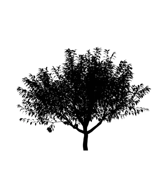 Silhouette Nera Albero Deciduo Sfondo Bianco Elemento Giardino Isolato Illustrazione — Foto Stock