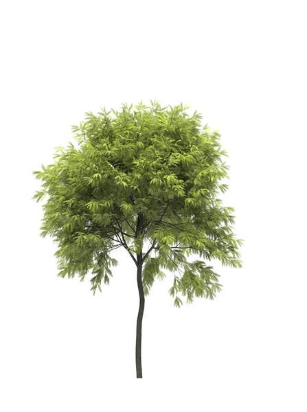 白い背景に落葉樹 孤立した庭の要素 3Dイラスト Cgレンダリング — ストック写真