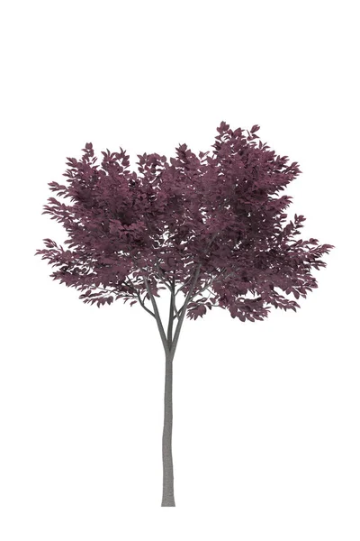 白い背景に落葉樹 孤立した庭の要素 3Dイラスト Cgレンダリング — ストック写真