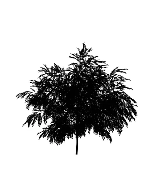 白い背景に落葉樹の黒いシルエット 孤立した庭の要素 3Dイラスト Cgレンダリング — ストック写真