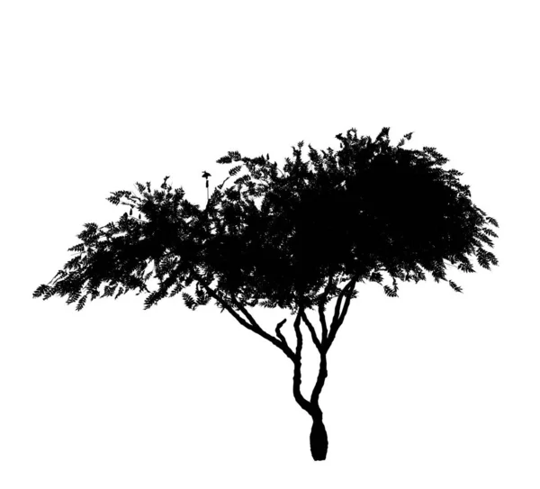 Silhueta Preta Árvore Caduca Fundo Branco Elemento Isolado Jardim Ilustração — Fotografia de Stock