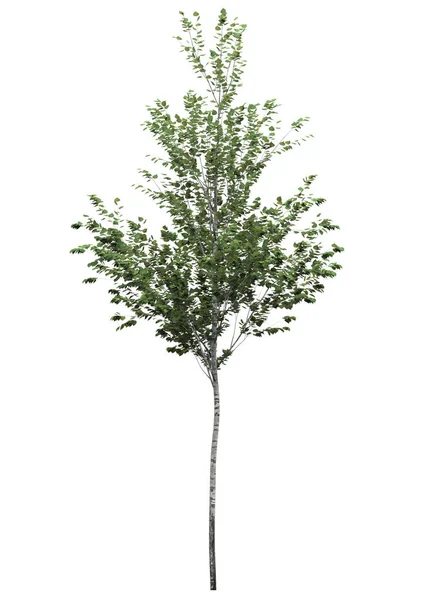 Arbre Caduc Sur Fond Blanc Elément Jardin Isolé Illustration Rendu — Photo