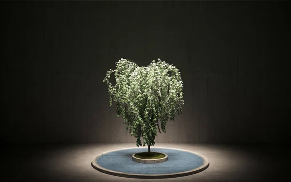 Grüne Dekorative Baum Wächst Einem Zementtopf Auf Grauen Wand Hintergrund — Stockfoto