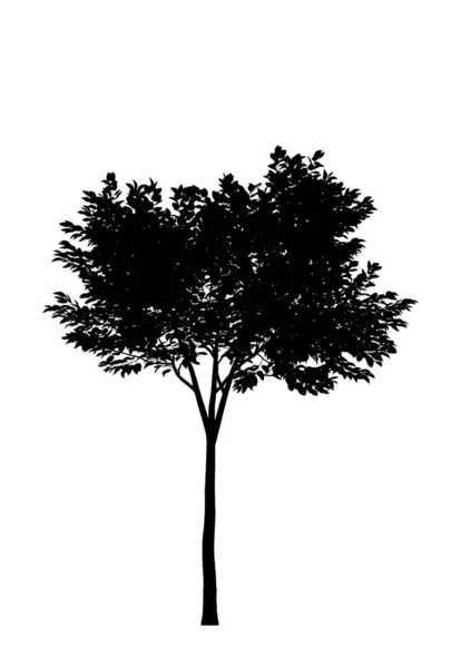 Schwarze Silhouette Eines Laubbaumes Auf Weißem Hintergrund Isoliertes Gartenelement Illustration — Stockfoto