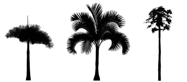 白色背景上棕榈树的黑色轮廓 孤立花园元素 3D插图 Cg渲染 — 图库照片