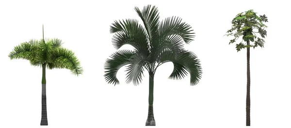 Пальмові Дерева Білому Тлі Ізольований Садовий Елемент Ілюстрація Render — стокове фото