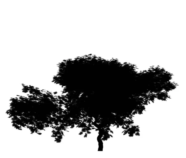 Black Silhouette Deciduous Tree White Background Isolated Garden Element Illustration — Stock Photo, Image