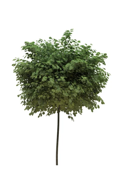 Beyaz Arka Planda Yaprak Döken Bir Ağaç Zole Bahçe Elementi — Stok fotoğraf