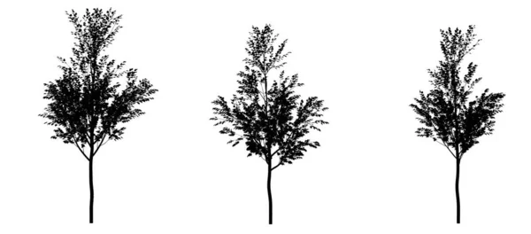 Black Silhouette Deciduous Trees White Background Isolated Garden Element Illustration — Stock Photo, Image