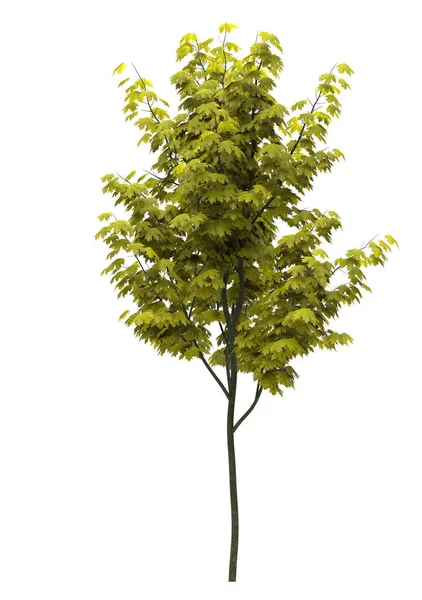 Beyaz Arka Planda Yaprak Döken Bir Ağaç Zole Bahçe Elementi — Stok fotoğraf