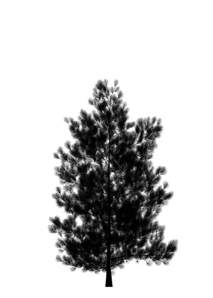 Fekete Sziluett Fenyő Karácsonyfa Elszigetelt Fehér Háttérrel Banner Design Illusztráció — Stock Fotó