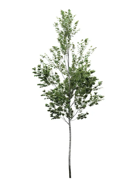 Árvore Caduca Sobre Fundo Branco Elemento Isolado Jardim Ilustração Renderização — Fotografia de Stock