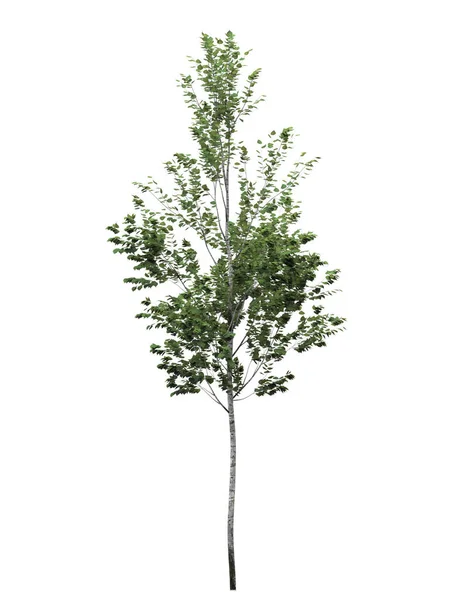 Arbre Caduc Sur Fond Blanc Elément Jardin Isolé Illustration Rendu — Photo