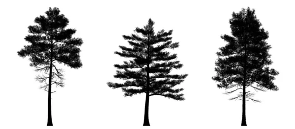 松树的黑色轮廓 白色背景下隔绝的圣诞树 横幅设计 3D插图 — 图库照片