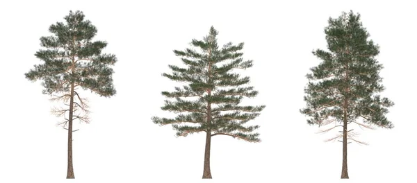 Green Pine Pohon Natal Terisolasi Dengan Latar Belakang Putih Desain Stok Gambar Bebas Royalti
