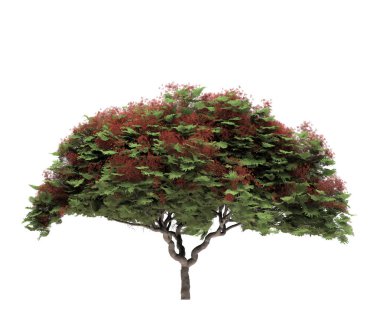 Beyaz arka planda yaprak döken bir ağaç. İzole bahçe elementi, 3 boyutlu illüstrasyon, cg canlandırma