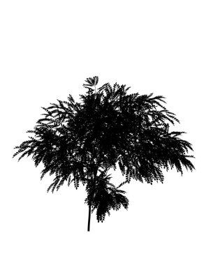 Beyaz arka planda siyah yaprak döken ağaç silueti. İzole bahçe elementi, 3 boyutlu illüstrasyon, cg canlandırma