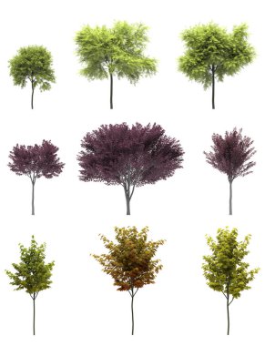 Beyaz arka planda yaprak döken ağaçlar. İzole bahçe elementleri, 3 boyutlu illüstrasyon, cg görüntüleme. Çalışma düzenlemek için ham madde olarak kullanılacak ağaçları kes.