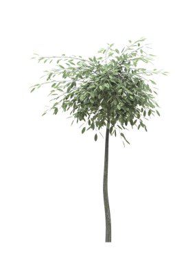 Beyaz arka planda yaprak döken bir ağaç. İzole bahçe elementi, 3 boyutlu illüstrasyon, cg canlandırma