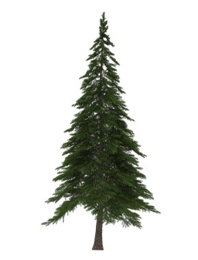Yeşil Çam, beyaz arka planda izole edilmiş Noel ağacı. Sancak tasarımı, 3B illüstrasyon
