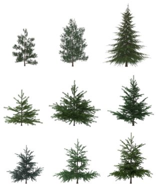 Yeşil Çam, beyaz arka planda izole edilmiş noel ağaçları. Sancak tasarımı, 3B illüstrasyon