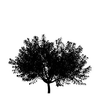Beyaz arka planda siyah yaprak döken ağaç silueti. İzole bahçe elementi, 3 boyutlu illüstrasyon, cg canlandırma