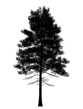 Çam ağacının siyah silueti, beyaz arka planda izole edilmiş noel ağacı. Sancak tasarımı, 3B illüstrasyon