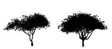 Beyaz arka planda siyah yaprak döken ağaçlar. İzole bahçe elementi, 3 boyutlu illüstrasyon, cg canlandırma