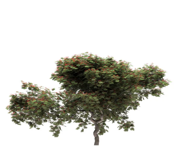 Φυλλοβόλο Δέντρο Λευκό Φόντο Μεμονωμένο Στοιχείο Κήπου Τρισδιάστατη Απεικόνιση Render — Φωτογραφία Αρχείου