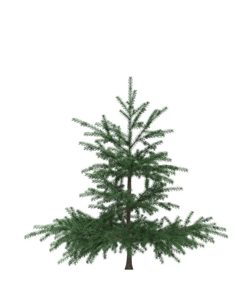 绿色的松树 被白色背景隔离的圣诞树 横幅设计 3D插图 — 图库照片