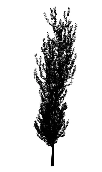 白い背景に落葉樹の黒いシルエット 孤立した庭の要素 3Dイラスト Cgレンダリング — ストック写真