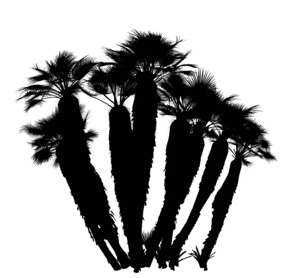 Silhouette Nera Palme Sfondo Bianco Elemento Giardino Isolato Illustrazione Rendering — Foto Stock