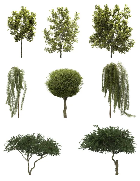 Bladverliezende Bomen Een Witte Achtergrond Geïsoleerde Tuinelementen Illustratie Render Snijbomen — Stockfoto
