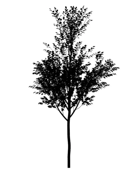 Černá Silueta Opadavého Stromu Bílém Pozadí Izolovaný Zahradní Prvek Ilustrace — Stock fotografie