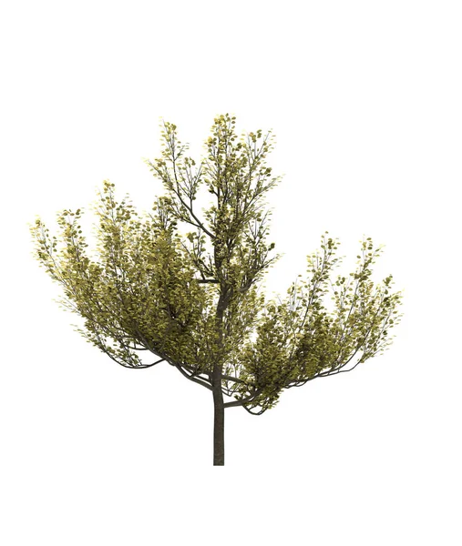 Deciduous Tree White Background Isolated Garden Element Illustration Render — Stock Photo, Image