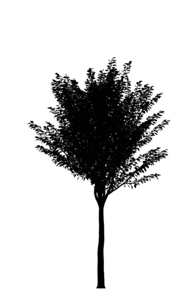 Schwarze Silhouette Eines Laubbaumes Auf Weißem Hintergrund Isoliertes Gartenelement Illustration — Stockfoto