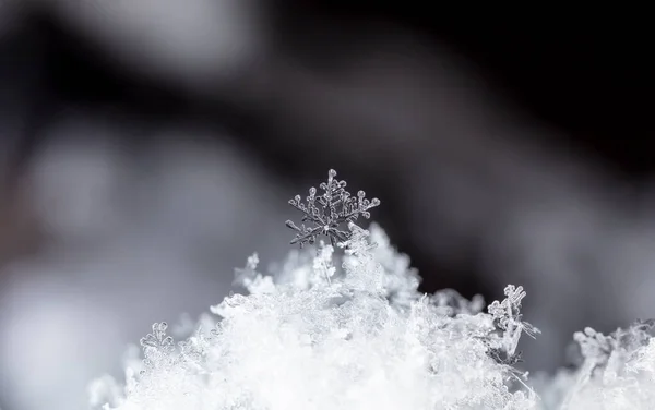 Cristal Gelo Bonito Neve Natal Fundo Inverno — Fotografia de Stock