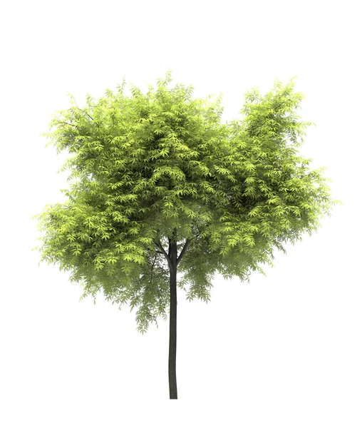 Árvore Caduca Sobre Fundo Branco Elemento Isolado Jardim Ilustração Renderização — Fotografia de Stock