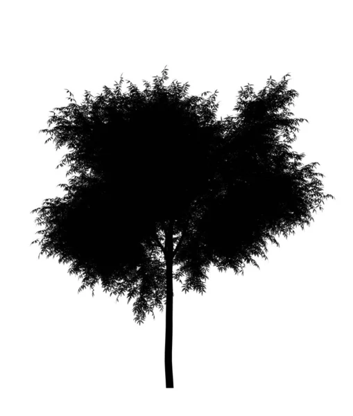 Black Silhouette Deciduous Tree White Background Isolated Garden Element Illustration — Stock Photo, Image