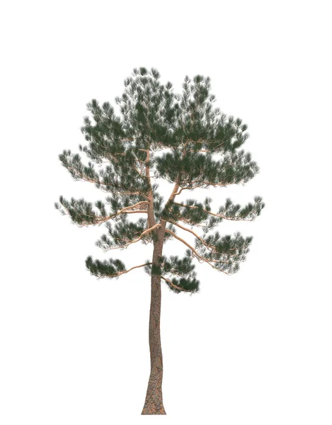 Pinheiro Verde Árvore Natal Isolada Fundo Branco Design Banner Ilustração — Fotografia de Stock
